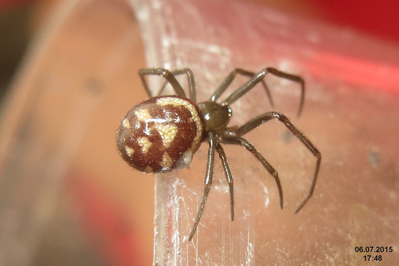 The False Black Widow