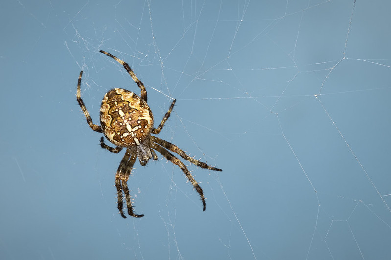 Cross Orb Weaver Spider