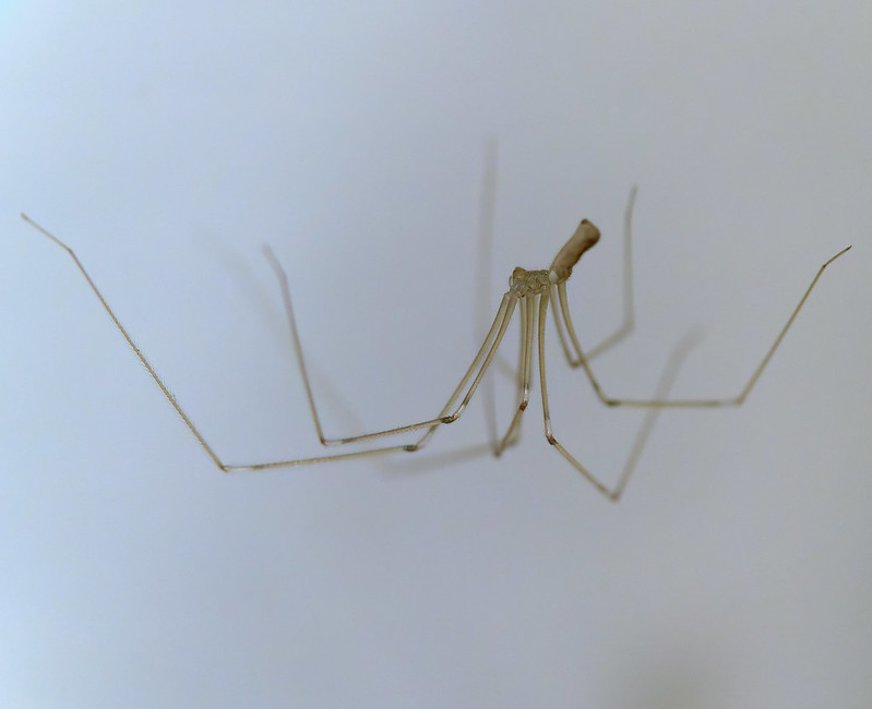 daddy longleg spider