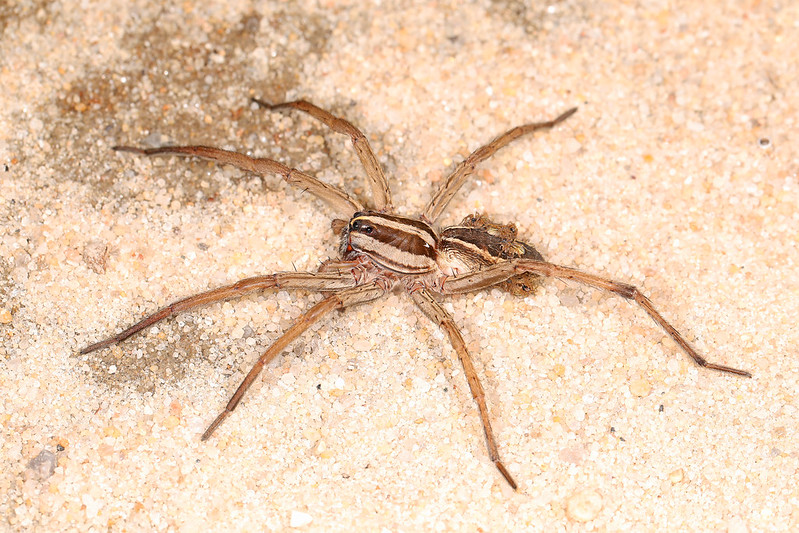 wolf spider