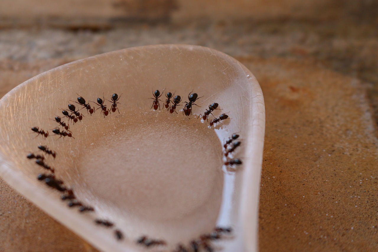 Common Mistakes in Sugar Ant Control