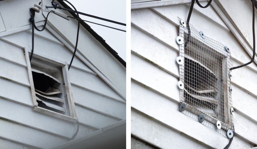 Should You Add an Exclusion Treatment After Rodent Removal in Vancouver?