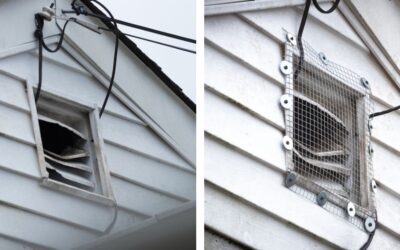 Should You Add an Exclusion Treatment After Rodent Removal in Vancouver?